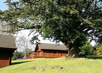 Conifer-Lodges