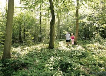 Deerpark-Forest